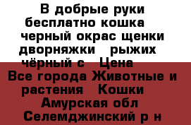 В добрые руки бесплатно,кошка,2.5черный окрас,щенки дворняжки,3 рыжих 1 чёрный,с › Цена ­ - - Все города Животные и растения » Кошки   . Амурская обл.,Селемджинский р-н